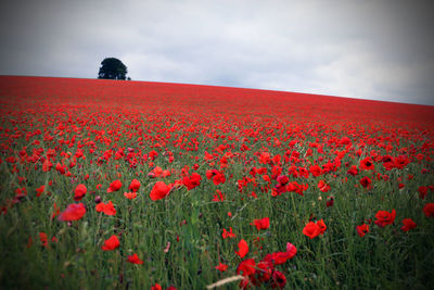 Red poppies blooming on field against sky