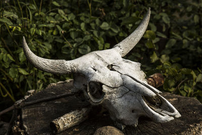 Close-up of animal skull