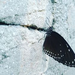 Close-up of butterfly