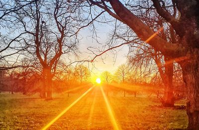 Sun shining through trees during sunset