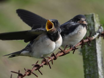 Close-up of bird perching on branch