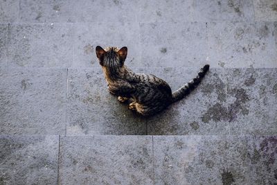 High angle view of cat on footpath