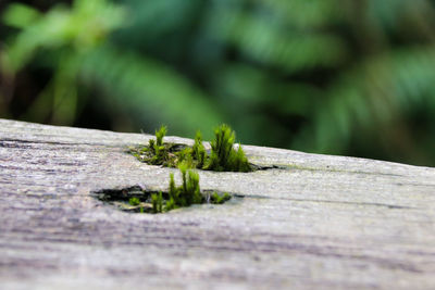 Close-up of tree stump