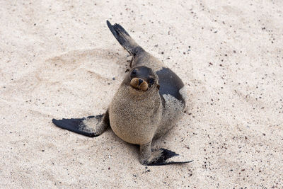 High angle view of cute galapagos sea lion looking up from beach