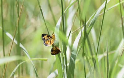 Close-up of butterfly pollinating on grass