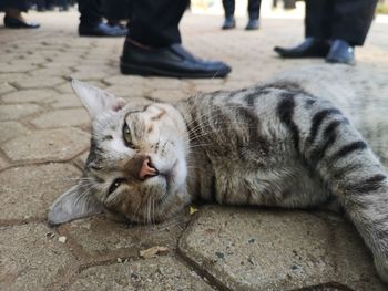 Low section of cat relaxing on footpath