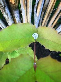 High angle view of water lily amidst leaves