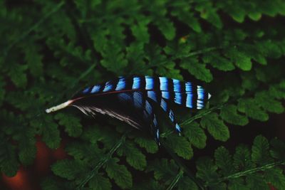 Close-up of butterfly