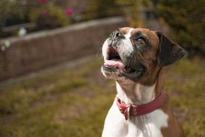 Boxer on field looking up