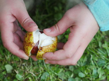 Cropped image of hand holding chestnut