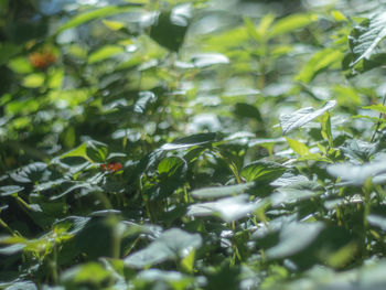 Full frame shot of leaves in water