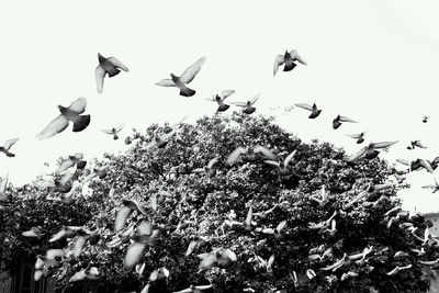 Low angle view of birds flying