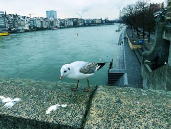 Seagull perching on retaining wall in city