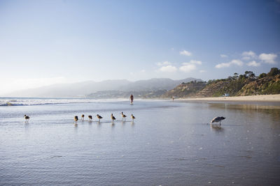 View of birds on beach against sky