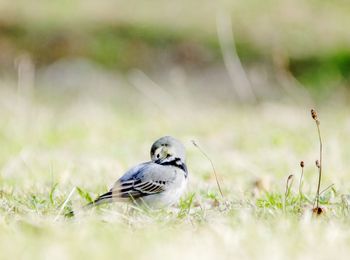 Bird perching on a field