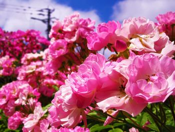 Close-up of pink cherry blossoms against sky