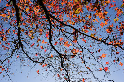 Low angle view of tree branch against sky