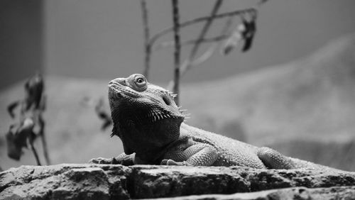 Close-up of lizard on rock