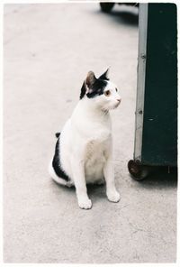 Cat sitting outdoors