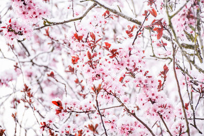 Low angle view of cherry blossom