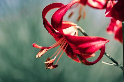 Close-up of red flowering plant