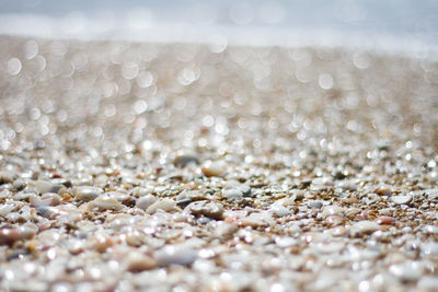 Close-up of pebbles on shore at beach during sunny day