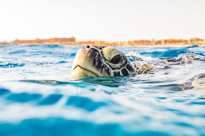 Close-up of turtle swimming in sea