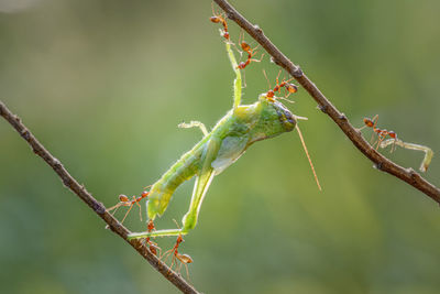 Close-up of insect on plant