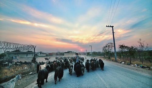 Horses on road against sky during sunset