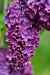 Close-up of purple flowers blooming outdoors