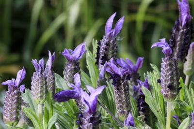 Close-up of lavander flowering plants on field