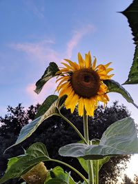 Close-up of sunflower against sky