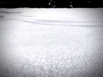 Snow covered trees