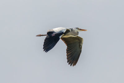 Low angle view of bird flying in sky