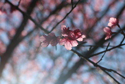 Low angle view of cherry blossoms growing on tree