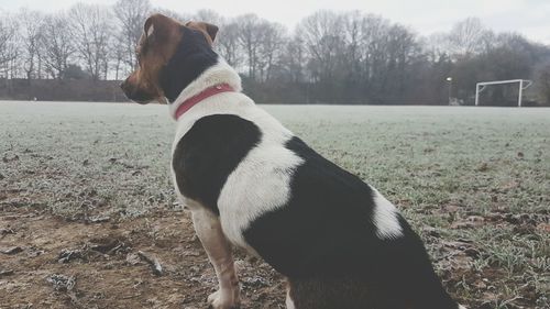 Dog sitting on field