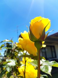 Low angle view of yellow flowering plant against sky