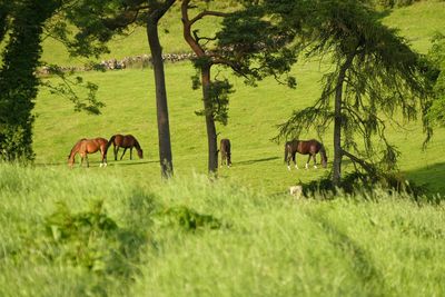 Cows grazing in pasture