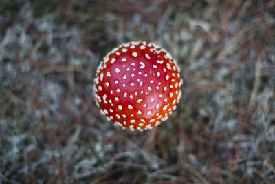 Close-up of fly agaric mushroom on field