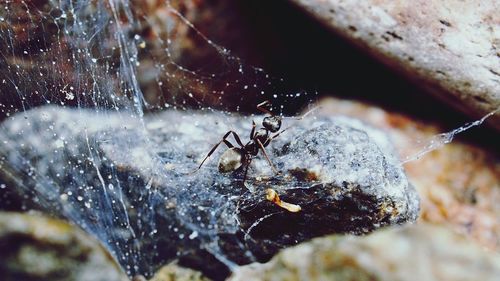 Close-up of spider