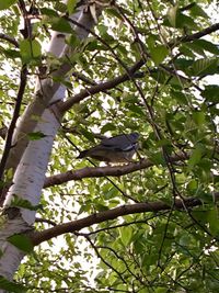 Low angle view of bird perching on tree