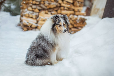 Dog on snow covered field