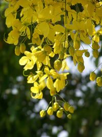 Close-up of yellow flowering plant