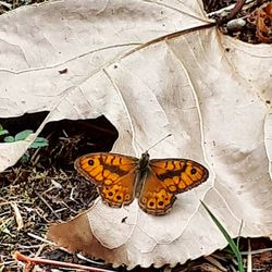 High angle view of butterfly