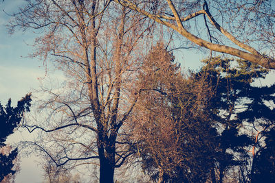 Low angle view of bare trees against sky