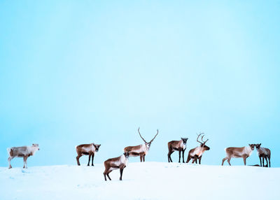 Horses on a field against clear sky