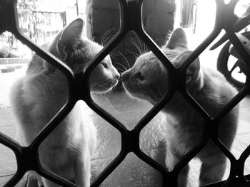 Close-up of cat looking through fence