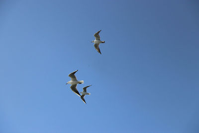 Low angle view of seagulls flying in sky