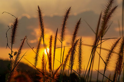 Close-up of stalks in field against sunset sky