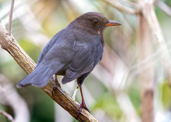 Close-up of bird perching on branch